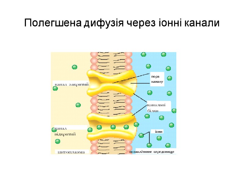 Полегшена дифузія через іонні канали